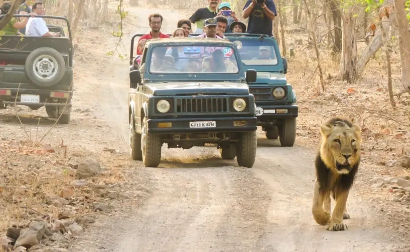Jungle Safari